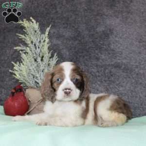 Sasha, Cocker Spaniel Puppy